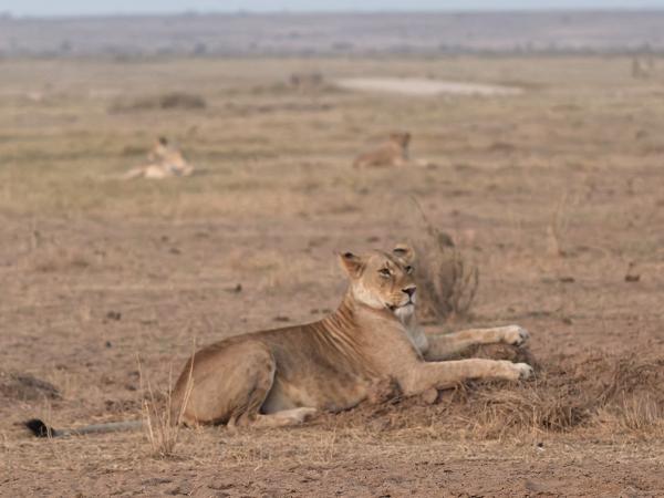 <h3><a href="/trips/tanzania/biota/animalia/chordata/mammalia/carnivora/felidae/panthera leo/panthera leo-nl.html">Panthera&nbsp;leo</a> / Lion / Leeuw</h3>OM-1 Mark II met OLYMPUS M.150-400mm F4.5, 1/200 sec  bij F4.5, ISO 10000, afstand 22.4&nbsp;m